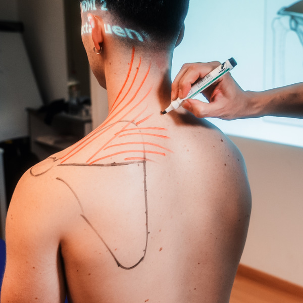 terapia-manual-dibujo-musculos-cuello